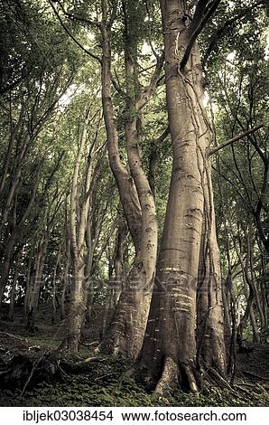 Picture - "European Beech (Fagus sylvatica), Jasmund National Park, Rugen island, Rugen, Mecklenburg-Western Pomerania, Germany, Europe". Fotosearch