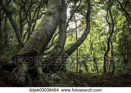 Picture - "European Beech (Fagus sylvatica), Jasmund National Park, Rugen island, Rugen, Mecklenburg-Western Pomerania, Germany, Europe". Fotosearch