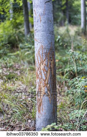"European beech (Fagus sylvatica), damaged by a deer's antlers during the rutting season, Thuringian Forest, Thuringia, Germany, Europe" View Large Photo Image Stock Image - "European beech (Fagus sylvatica), damaged by a deer's antlers during the rutting season, Thuringian Forest, Thuringia, Germany, Europe". Fotosearch