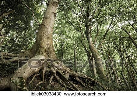 "European Beech (Fagus sylvatica), trunk base, Jasmund National Park, Rugen island, Rugen, Mecklenburg-Western Pomerania, Germany, Europe" View Large Photo Image Stock Image - "European Beech (Fagus sylvatica), trunk base, Jasmund National Park, Rugen island, Rugen, Mecklenburg-Western Pomerania, Germany, Europe". Fotosearch