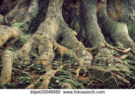 Stock Image - "European Beech (Fagus sylvatica), gnarled trunk base, Jasmund National Park, Rugen island, Rugen, Mecklenburg-Western Pomerania, Germany, Europe". Fotosearch