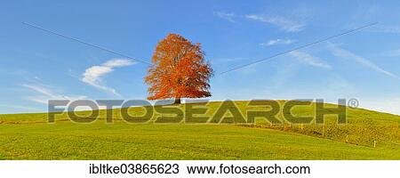 "European beech (Fagus sylvatica), Bavaria, Germany, Europe" View Large Photo Image Stock Image - "European beech (Fagus sylvatica), Bavaria, Germany, Europe". Fotosearch