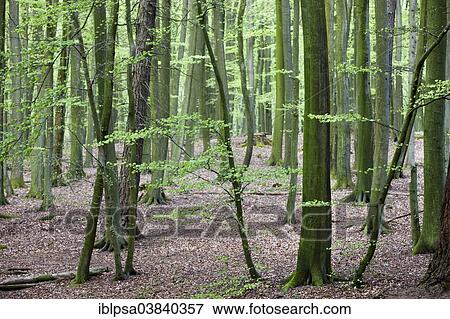 Stock Photo - "European beech (Fagus sylvatica), forest in spring, Jasmund National Park, UNESCO World Heritage Site, Rugen, Mecklenburg-Western Pomerania, Germany, Europe". Fotosearch