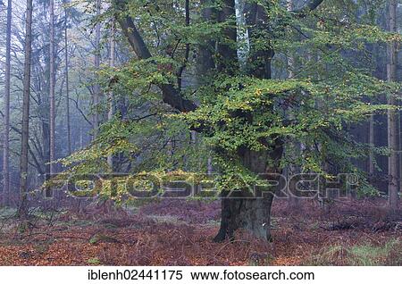 Stock Photography - "European Beech (Fagus sylvatica), Tinner Loh, Haren, Emsland, Lower Saxony, Germany, Europe". Fotosearch