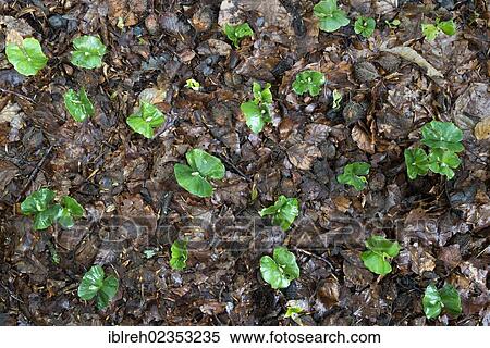 "European Beech (Fagus sylvatica), beech seedlings with two cotyledons, Donntal valley, Lenningen-Gutenberg, Swabian Alp, Baden-Wuerttemberg, Germany, Europe" View Large Photo Image Stock Photography - "European Beech (Fagus sylvatica), beech seedlings with two cotyledons, Donntal valley, Lenningen-Gutenberg, Swabian Alp, Baden-Wuerttemberg, Germany, Europe". Fotosearch