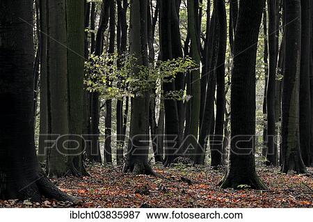 "European Beech forest (Fagus sylvatica), North Rhine-Westphalia, Germany, Europe" View Large Photo Image Stock Photo - "European Beech forest (Fagus sylvatica), North Rhine-Westphalia, Germany, Europe". Fotosearch