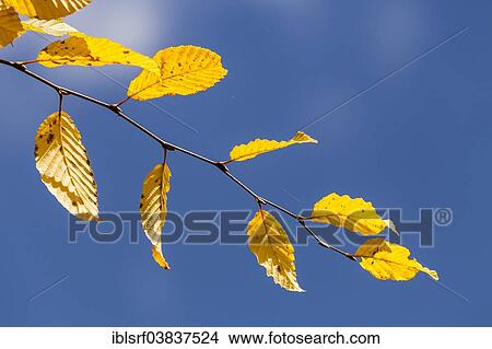 "European beech or common beech (Fagus sylvatica), leaves with autumnal colours, Hesse, Germany, Europe" View Large Photo Image Picture - "European beech or common beech (Fagus sylvatica), leaves with autumnal colours, Hesse, Germany, Europe". Fotosearch