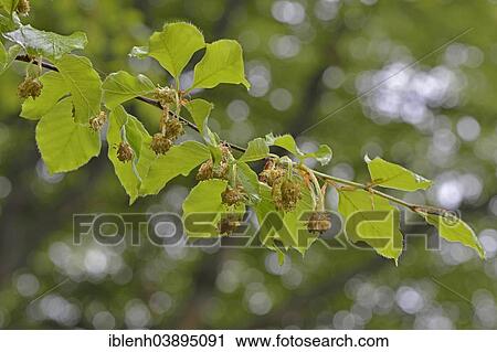 "European Beech or Common Beech (Fagus sylvatica), flowers, Emsland, Lower Saxony, Germany, Europe" View Large Photo Image Stock Image - "European Beech or Common Beech (Fagus sylvatica), flowers, Emsland, Lower Saxony, Germany, Europe". Fotosearch