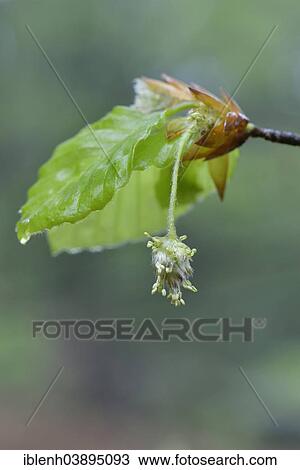 "European Beech or Common Beech (Fagus sylvatica), flower, Emsland, Lower Saxony, Germany, Europe" View Large Photo Image Stock Image - "European Beech or Common Beech (Fagus sylvatica), flower, Emsland, Lower Saxony, Germany, Europe". Fotosearch