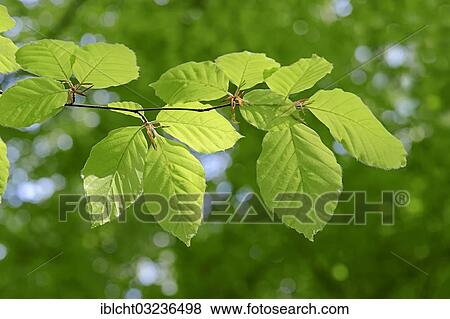 "European Beech or Common Beech (Fagus sylvatica) leaves in spring, North Rhine-Westphalia, Germany, Europe" View Large Photo Image Stock Photo - "European Beech or Common Beech (Fagus sylvatica) leaves in spring, North Rhine-Westphalia, Germany, Europe". Fotosearch
