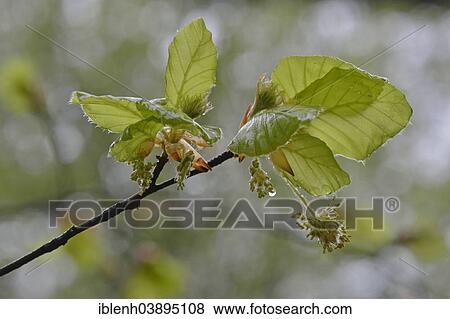"European Beech or Common Beech (Fagus sylvatica), flowers, Emsland, Lower Saxony, Germany, Europe" View Large Photo Image Stock Photo - "European Beech or Common Beech (Fagus sylvatica), flowers, Emsland, Lower Saxony, Germany, Europe". Fotosearch