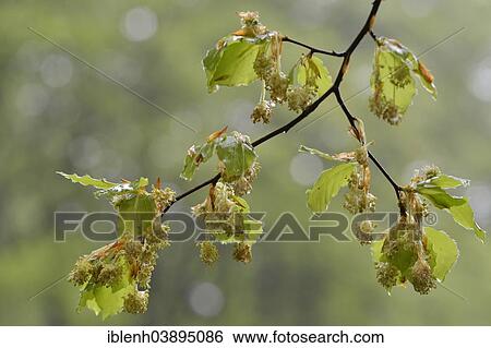 "European Beech or Common Beech (Fagus sylvatica), flowers, Emsland, Lower Saxony, Germany, Europe" View Large Photo Image Stock Photograph - "European Beech or Common Beech (Fagus sylvatica), flowers, Emsland, Lower Saxony, Germany, Europe". Fotosearch