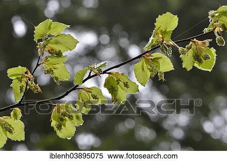 "European Beech or Common Beech (Fagus sylvatica), flowers, Emsland, Lower Saxony, Germany, Europe" View Large Photo Image Stock Photography - "European Beech or Common Beech (Fagus sylvatica), flowers, Emsland, Lower Saxony, Germany, Europe". Fotosearch