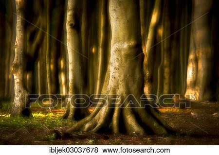 Stock Photo - "European Beeches (Fagus sylvatica) in Ghost Forest, detail of a trunk base, Gespensterwald, Nienhagen, Mecklenburg-Western Pomerania, Germany, Europe". Fotosearch