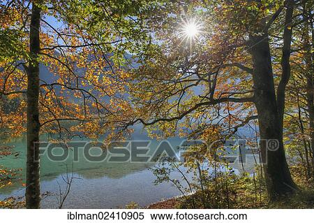 "European Beeches (Fagus sylvatica) on lake Offensee in autumn, Ebensee, Salzkammergut region, Upper Austria, Austria, Europe" View Large Photo Image Stock Photography - "European Beeches (Fagus sylvatica) on lake Offensee in autumn, Ebensee, Salzkammergut region, Upper Austria, Austria, Europe". Fotosearch