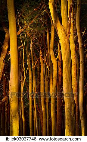 "European Beeches (Fagus sylvatica), Ghost Forest in the evening light, Gespensterwald, Nienhagen, Mecklenburg-Western Pomerania, Germany, Europe" View Large Photo Image Stock Photograph - "European Beeches (Fagus sylvatica), Ghost Forest in the evening light, Gespensterwald, Nienhagen, Mecklenburg-Western Pomerania, Germany, Europe". Fotosearch