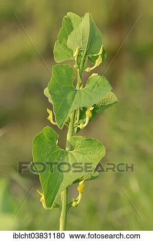 "European Birthwort (Aristolochia clematitis), flower, Provence, Southern France, France, Europe" View Large Photo Image Stock Image - "European Birthwort (Aristolochia clematitis), flower, Provence, Southern France, France, Europe". Fotosearch