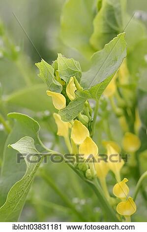 "European Birthwort (Aristolochia clematitis), flower, Provence, Southern France, France, Europe" View Large Photo Image Stock Image - "European Birthwort (Aristolochia clematitis), flower, Provence, Southern France, France, Europe". Fotosearch