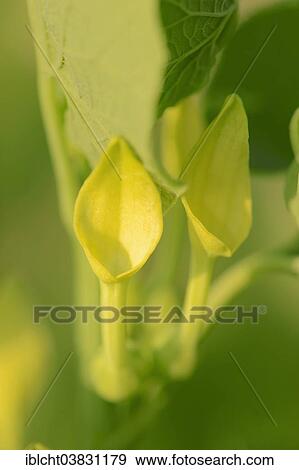 "European Birthwort (Aristolochia clematitis), flower, Provence, Southern France, France, Europe" View Large Photo Image Stock Photo - "European Birthwort (Aristolochia clematitis), flower, Provence, Southern France, France, Europe". Fotosearch