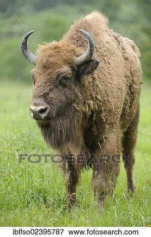 Stock Photo - "European Bison (Bison bonasus) at a game reserve, Germany, Europe". Fotosearch