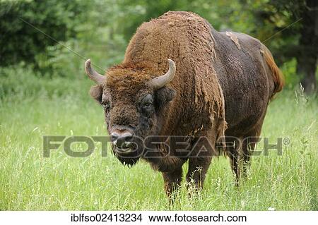 Picture - European Bison (Bison bonasus), bull, wildlife park, Bavaria, Germany, Europe. Fotosearch