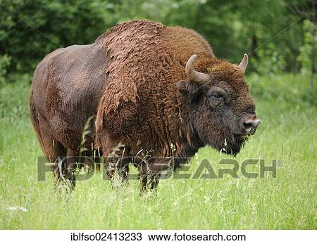 Stock Image - European Bison (Bison bonasus), bull, wildlife park, Bavaria, Germany, Europe. Fotosearch