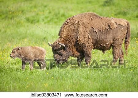 Stock Image - "European bison (Bison bonasus), bull and calf standing in a meadow, captive, North Rhine-Westphalia, Germany, Europe". Fotosearch