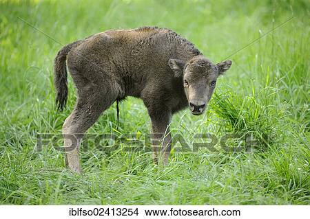 European Bison (Bison bonasus), calf, wildlife park, Bavaria, Germany, Europe View Large Photo Image Picture - European Bison (Bison bonasus), calf, wildlife park, Bavaria, Germany, Europe. Fotosearch