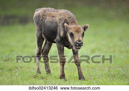 European Bison (Bison bonasus), calf, wildlife park, Bavaria, Germany, Europe View Large Photo Image Stock Photograph - European Bison (Bison bonasus), calf, wildlife park, Bavaria, Germany, Europe. Fotosearch