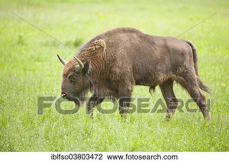 "European bison (Bison bonasus) in a meadow, captive, North Rhine-Westphalia, Germany, Europe" View Large Photo Image Stock Image - "European bison (Bison bonasus) in a meadow, captive, North Rhine-Westphalia, Germany, Europe". Fotosearch