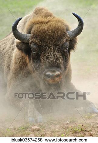 "European Bison (Bison bonasus) in the whirling dust, Wisentgehege Hardehausen wildlife park, Hardehausen, North Rhine-Westphalia, Germany, Europe" View Large Photo Image Stock Photo - "European Bison (Bison bonasus) in the whirling dust, Wisentgehege Hardehausen wildlife park, Hardehausen, North Rhine-Westphalia, Germany, Europe". Fotosearch