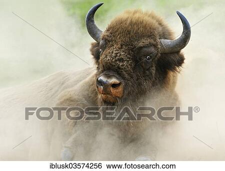 "European Bison (Bison bonasus) in the whirling dust, Wisentgehege Hardehausen wildlife park, Hardehausen, North Rhine-Westphalia, Germany, Europe" View Large Photo Image Stock Photograph - "European Bison (Bison bonasus) in the whirling dust, Wisentgehege Hardehausen wildlife park, Hardehausen, North Rhine-Westphalia, Germany, Europe". Fotosearch