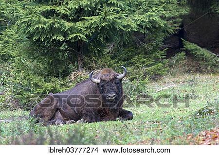 Picture - "European Bison (Bison bonasus), outdoor enclosure, Bavarian Forest National Park, Bavaria, Germany, Europe". Fotosearch