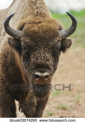 "European Bison (Bison bonasus), Wisentgehege Hardehausen wildlife park, Hardehausen, North Rhine-Westphalia, Germany, Europe" View Large Photo Image Stock Image - "European Bison (Bison bonasus), Wisentgehege Hardehausen wildlife park, Hardehausen, North Rhine-Westphalia, Germany, Europe". Fotosearch