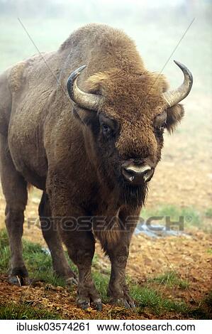 "European Bison (Bison bonasus), Wisentgehege Hardehausen wildlife park, Hardehausen, North Rhine-Westphalia, Germany, Europe" View Large Photo Image Stock Image - "European Bison (Bison bonasus), Wisentgehege Hardehausen wildlife park, Hardehausen, North Rhine-Westphalia, Germany, Europe". Fotosearch