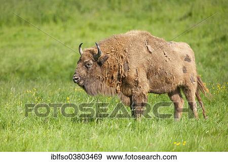 "European bison (Bison bonasus) standing on a meadow, captive, North Rhine-Westphalia, Germany, Europe" View Large Photo Image Stock Photo - "European bison (Bison bonasus) standing on a meadow, captive, North Rhine-Westphalia, Germany, Europe". Fotosearch