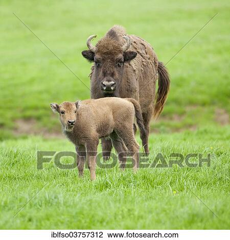 Stock Image - "European Bison or Wisent (Bison bonasus), cow and calf, captive, Hesse, Germany, Europe". Fotosearch