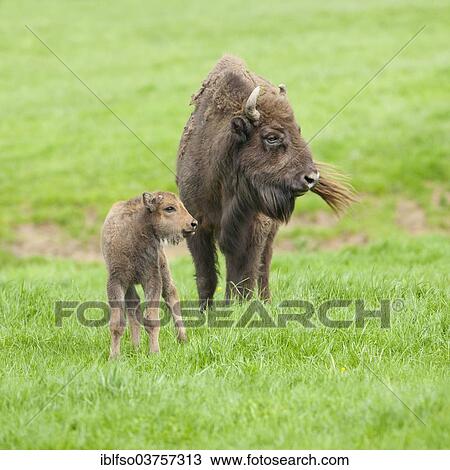 "European Bison or Wisent (Bison bonasus), cow and calf, captive, Hesse, Germany, Europe" View Large Photo Image Stock Image - "European Bison or Wisent (Bison bonasus), cow and calf, captive, Hesse, Germany, Europe". Fotosearch