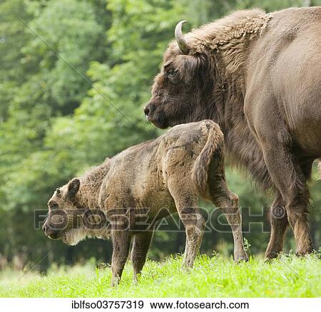 "European Bison or Wisent (Bison bonasus), cow and calf, captive, Saxony, Germany, Europe" View Large Photo Image Stock Photo - "European Bison or Wisent (Bison bonasus), cow and calf, captive, Saxony, Germany, Europe". Fotosearch