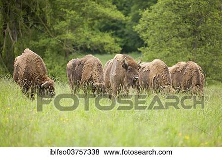 "European Bison or Wisent (Bison bonasus), herd, captive, North Rhine-Westphalia, Germany, Europe" View Large Photo Image Stock Photo - "European Bison or Wisent (Bison bonasus), herd, captive, North Rhine-Westphalia, Germany, Europe". Fotosearch
