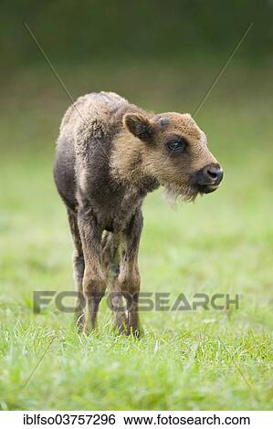 "European Bison or Wisent (Bison bonasus), calf, captive, Bavaria, Germany, Europe" View Large Photo Image Stock Photograph - "European Bison or Wisent (Bison bonasus), calf, captive, Bavaria, Germany, Europe". Fotosearch