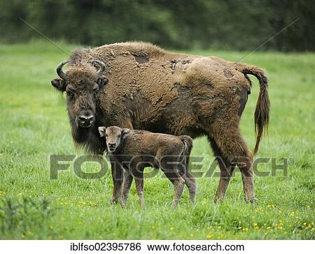 "European Bisons (Bison bonasus), a cow with a calf at a game reserve, Germany, Europe" View Large Photo Image Stock Photograph - "European Bisons (Bison bonasus), a cow with a calf at a game reserve, Germany, Europe". Fotosearch