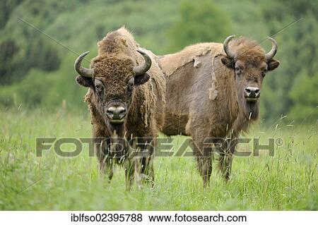 "European Bisons (Bison bonasus) at a game reserve, Germany, Europe" View Large Photo Image Stock Photo - "European Bisons (Bison bonasus) at a game reserve, Germany, Europe". Fotosearch