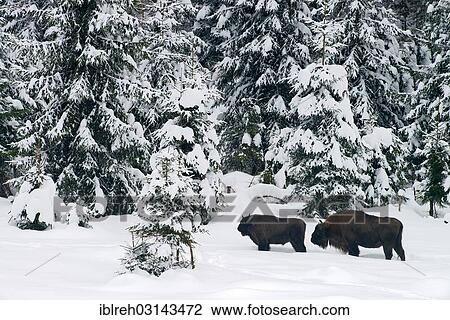 "European bisons (Bison bonasus), animal enclosure, Bavarian Forest National Park, Bavaria, Germany, Europe" View Large Photo Image Stock Image - "European bisons (Bison bonasus), animal enclosure, Bavarian Forest National Park, Bavaria, Germany, Europe". Fotosearch