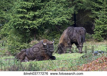 "European Bisons (Bison bonasus), outdoor enclosure, Bavarian Forest National Park, Bavaria, Germany, Europe" View Large Photo Image Stock Photograph - "European Bisons (Bison bonasus), outdoor enclosure, Bavarian Forest National Park, Bavaria, Germany, Europe". Fotosearch
