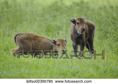 Stock Photography - "European Bisons (Bison bonasus), two calfs at a game reserve, Germany, Europe". Fotosearch