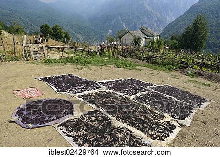 "European Black Elder berries (Sambucus nigra) drying in the sun near an old farmhouse in Cerem, Valbona National Park, Albanian Alps, Albania, The Balkans, Europe" View Large Photo Image Picture - "European Black Elder berries (Sambucus nigra) drying in the sun near an old farmhouse in Cerem, Valbona National Park, Albanian Alps, Albania, The Balkans, Europe". Fotosearch