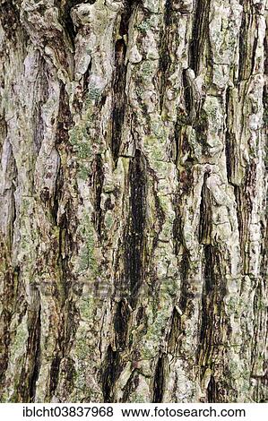 "European Black Elderberry (Sambucus nigra), bark, North Rhine-Westphalia, Germany, Europe" View Large Photo Image Stock Photo - "European Black Elderberry (Sambucus nigra), bark, North Rhine-Westphalia, Germany, Europe". Fotosearch