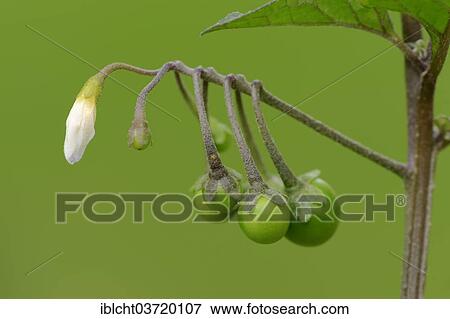 "European Black Nightshade, Duscle or Hound's Berry (Solanum nigrum), flower and berries, North Rhine-Westphalia, Germany, Europe" View Large Photo Image Stock Photo - "European Black Nightshade, Duscle or Hound's Berry (Solanum nigrum), flower and berries, North Rhine-Westphalia, Germany, Europe". Fotosearch