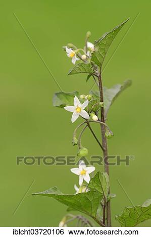 "European Black Nightshade, Duscle or Hound's Berry (Solanum nigrum), North Rhine-Westphalia, Germany, Europe" View Large Photo Image Stock Photograph - "European Black Nightshade, Duscle or Hound's Berry (Solanum nigrum), North Rhine-Westphalia, Germany, Europe". Fotosearch
